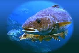 Image result for Gadus macrocephalus