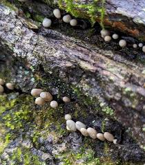 Attēlu rezultāti vaicājumam “Holwaya mucida”