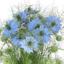 Image result for Nigella damascena