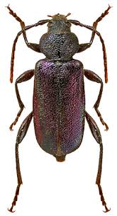 Attēlu rezultāti vaicājumam “Callidium violaceum”