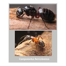 Attēlu rezultāti vaicājumam “Camponotus herculeanus”