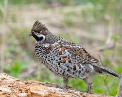 Attēlu rezultāti vaicājumam “Tetrastes bonasia”