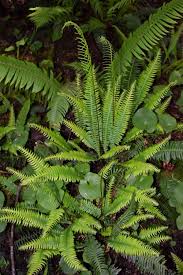 Attēlu rezultāti vaicājumam “Blechnum spicant”