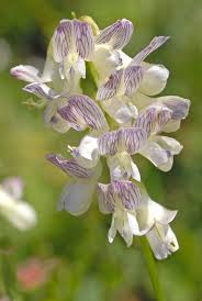 Attēlu rezultāti vaicājumam “Vicia sylvatica leaf”