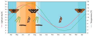 Attēlu rezultāti vaicājumam “Araschnia levana underside”