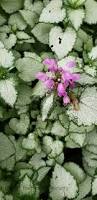 Attēlu rezultāti vaicājumam “Lamium maculatum”