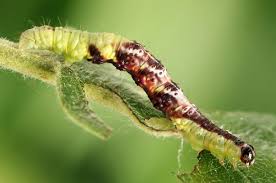 Attēlu rezultāti vaicājumam “Hydrelia sylvata”