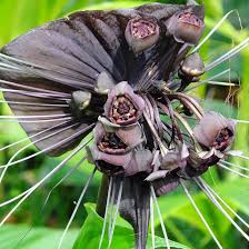 Image result for Tacca chantrieri