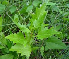 Attēlu rezultāti vaicājumam “Chenopodium rubrum flower”
