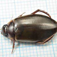 Attēlu rezultāti vaicājumam “Colymbetes striatus”