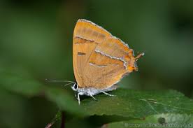 Attēlu rezultāti vaicājumam “Thecla betulae”