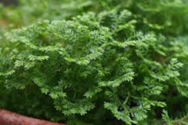 Attēlu rezultāti vaicājumam “Saelania glaucescens sporophyte”