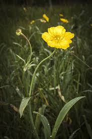 Attēlu rezultāti vaicājumam “Ranunculus lingua leaf”