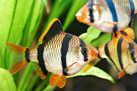 Image result for Barbus barbus