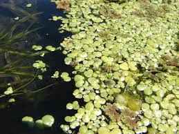Attēlu rezultāti vaicājumam “Lemnaceae”