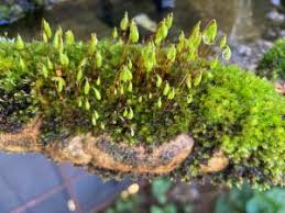 Attēlu rezultāti vaicājumam “Pohlia elongata”