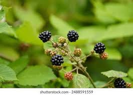 Image result for Rubus sectio