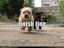 Lessons Learned: Another Finish Line | Shaggin the Muse