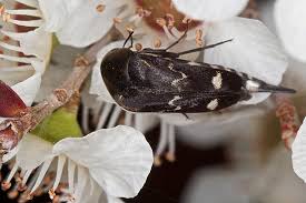 Attēlu rezultāti vaicājumam “Mordella sp.”