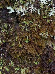 Attēlu rezultāti vaicājumam “Blepharostoma trichophyllum”