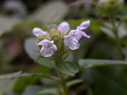 Attēlu rezultāti vaicājumam “Labiatae”