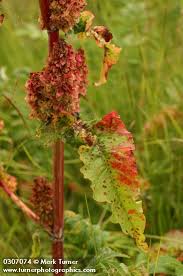 Attēlu rezultāti vaicājumam “Rumex aquaticus”