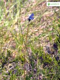 Attēlu rezultāti vaicājumam “Vacciniina optilete underside”