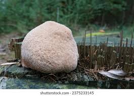 Attēlu rezultāti vaicājumam “Postia ptychogaster”