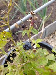 Attēlu rezultāti vaicājumam “Rubus caesius fruit”