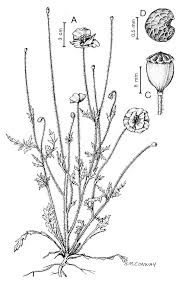 Image result for Papaver rhoeas