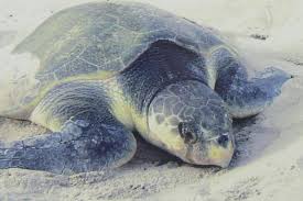 Image result for Lepidochelys kempii