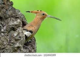 Attēlu rezultāti vaicājumam “Upupa epops adult”