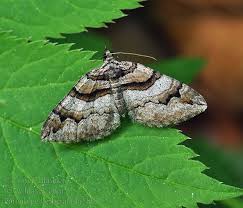 Attēlu rezultāti vaicājumam “Pareulype berberata”