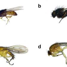 Attēlu rezultāti vaicājumam “Diaperis boleti nest”