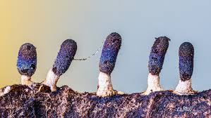 Attēlu rezultāti vaicājumam “Diachea leucopodia”