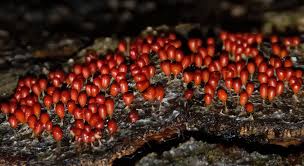 Attēlu rezultāti vaicājumam “Leocarpus fragilis spores”