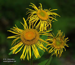 Image result for Telekia speciosa