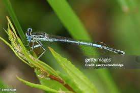 Attēlu rezultāti vaicājumam “Platycnemis pennipes male”