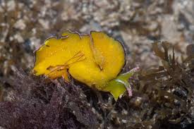 Attēlu rezultāti vaicājumam “Diachea subsessilis young”