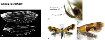 Attēlu rezultāti vaicājumam “Oecophoridae”