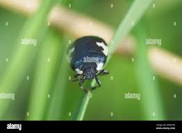 Attēlu rezultāti vaicājumam “Tritomegas bicolor”