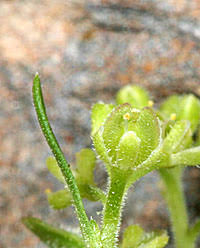Attēlu rezultāti vaicājumam “Lepidium densiflorum fruit”