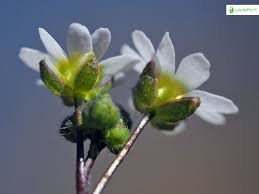 Attēlu rezultāti vaicājumam “Erophila verna leaf”