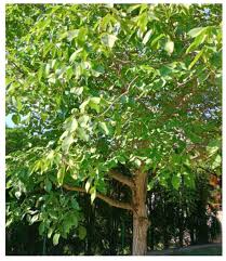 Attēlu rezultāti vaicājumam “Juglans x sinensis leaf”