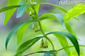 Attēlu rezultāti vaicājumam “Polygonatum verticillatum”