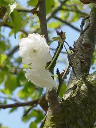 Attēlu rezultāti vaicājumam “Prunus avium flower”
