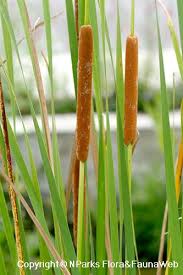 Attēlu rezultāti vaicājumam “Typha angustifolia  fruit”