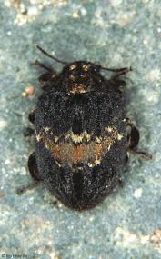 Attēlu rezultāti vaicājumam “Byrrhidae”