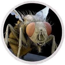 Attēlu rezultāti vaicājumam “Musca domestica”