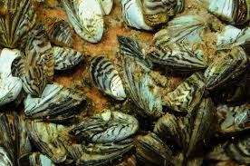 Attēlu rezultāti vaicājumam “Dreissena polymorpha”